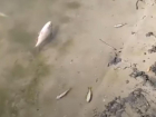 Массовую гибель рыбы в реке Росссоши проверит воронежская прокуратура