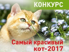 Выберите самого красивого кота Воронежа!