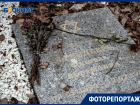 Как выглядит Еврейское кладбище, где нашел покой легендарный Давидович