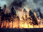 Около 5 часов тушили лесной пожар воронежские спасатели