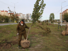 Названы улицы, на которых за 18 млн рублей высадят новые деревья в Воронеже
