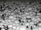 Воронежские правоохранители уничтожили 250 килограммов нелегальных грибов