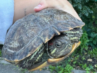 Красноухую черепаху выкинули на произвол судьбы в Воронеже