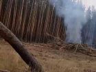 Беспощадное уничтожение леса попало на видео в воронежском Придонском