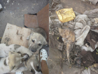 На Юго-западном рынке Воронежа дворники живьем сожгли щенков