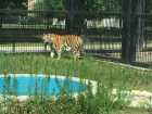 Тигр из Воронежского зоопарка получил имя великого императора 