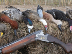 Названы сроки начала весенней охоты на птиц в Воронежской области