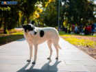 Воронежские следователи проверят информацию о нападении бездомных собак на детей