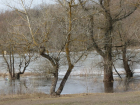 Весенний паводок закрыл экотропу Хоперского заповедника в Воронежской области