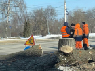 Варварское уничтожение здоровых деревьев в мэрии Воронежа назвали вынужденным