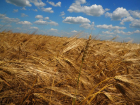 Инвесторам аграрных проектов дадут 636 млн рублей в Воронежской области