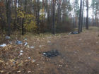 Салфетками и презервативами завалили лес у базы отдыха под Воронежем