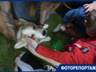 Канистерапия: что это такое и как она помогает особенным детям в Воронеже