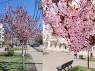 Город-сад: где в Воронеже цветут магнолии, сакуры и сливы, как в знаменитом парке Галицкого 