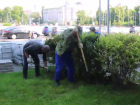 Кизильник и спиреи пересадили из сквера Бунина в центре Воронежа