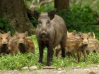 Из-за африканской чумы свиней в Воронежской области постреляли сотни кабанов