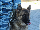 Служебные собаки получили разряд тока на площади Ленина в Воронеже