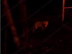 Ушастого гостя заметили в неожиданном месте Воронежа