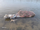 Мертвого лося нашли в воронежской реке 