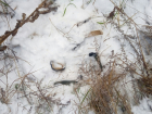 В Воронежском заповеднике браконьер на глазах у инспекторов расставлял ловушки для лисиц