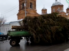 Елочка вам нравится? Селянин преподнес щедрый дар воронежскому району