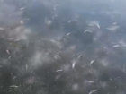 Рыбное кладбище на полумертвой Усманке воронежец показал на видео