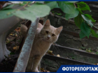 Котики облюбовали Дом Медведевой в Воронеже 