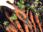 В Воронеже дачники выкопали морковку в январе