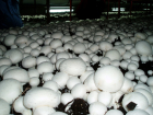 Под Воронежем начнут выращивать грибы за 5,4 млрд рублей