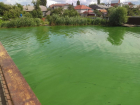 Позеленевшую воду в Масловском затоне проверяют воронежские экологи 
