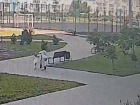 Мальчик на электросамокате сбил маленькую девочку в Воронеже – видео