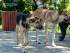 За 4 млн рублей спроектируют приют для 250 бездомных собак в Воронеже