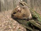 В Хоперском заповеднике Воронежской области поймали мышь-гиганта 