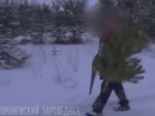 В Сети появилось видео поимки незаконных рубщиков елок в Воронежском заповеднике