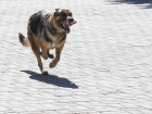 Нападение бродячей собаки на девочку привело к уголовному делу в Воронеже