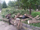 Дуб и другие деревья уничтожили возле Музея ВДВ в Воронеже