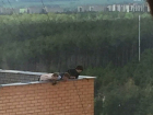 На проспекте Патриотов в Воронеже дети бросают с крыши булыжники на головы прохожих