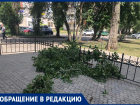 «Под ними гуляют дети»: стало известно об опасных деревьях на левом берегу Воронежа