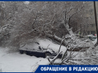 Огромное рухнувшее дерево похоронило под ветвями иномарку в Воронеже