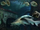 На видео попало, как под Воронежем плавает акула в окружении экзотичных рыб