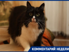  Воронежский зоозащитник встал на сторону чипирования домашних животных 