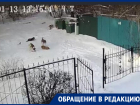 «Повалили наземь, покусали шубу»: жители воронежской улицы о нападении собак