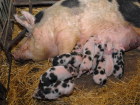 Африканская чума свиней вспыхнула в Хоперском заповеднике Воронежской области