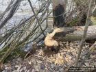 Бобриные следы заметили в Воронеже