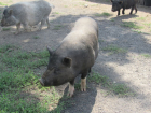 За отказ от личных свиней воронежским фермерам выплатили 36 млн рублей