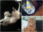 Победителями конкурса «Самый красивый кот-2017» стали Муся, Пончик и Семен