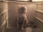 Милый котенок нашел новый дом в холодильнике своей хозяйки в Воронеже