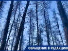 Массовая гибель деревьев продолжилась в Северном лесу Воронежа