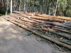 Северный лес вырубают в Воронеже