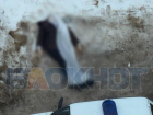 Труп на остановке сняли очевидцы в центре Воронежа